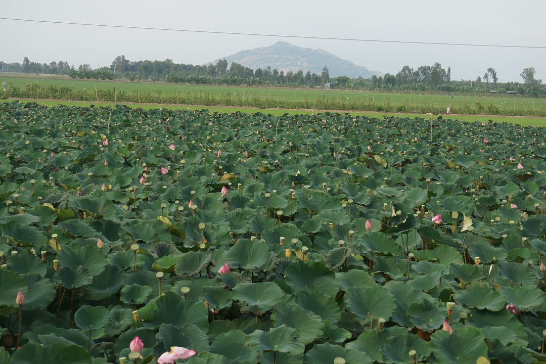 Lotus pond - Mekong Delta | Saigon Riders