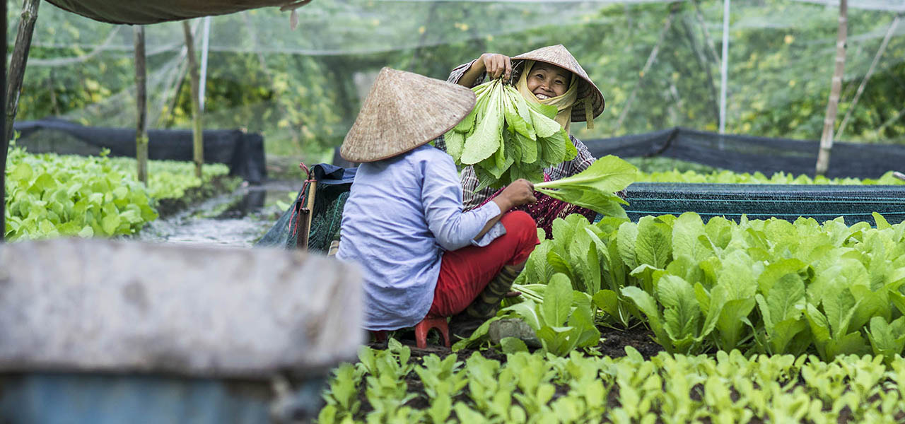 cu chi organic farm | Saigon Riders