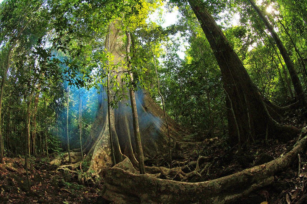 Ancient-trees_What-you-should-know-in-Nam-Cat-Tien-National-Park_SaigonRiders
