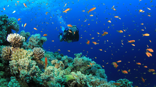 go-scuba-diving-in-nha-trang-and-this-is-a-colorful-world-you-could-expect-to-visit-saigon-riders