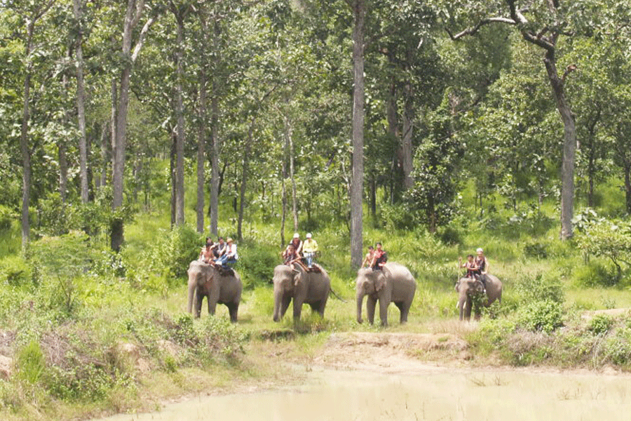yon-don-national-park-gathers-a-lot-of-wild-animals-saigon-riders