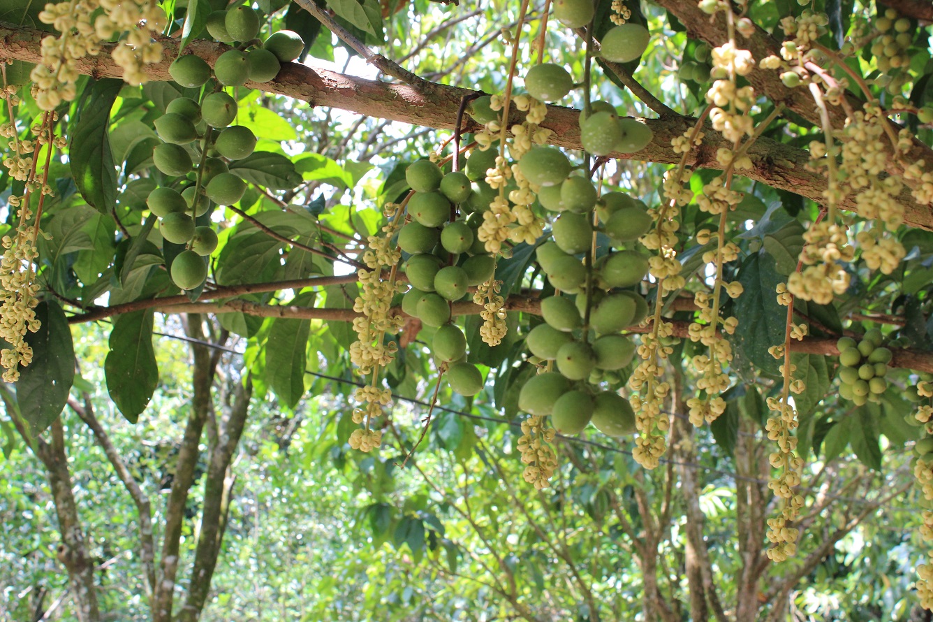 trung-an-fruit-garden-is-suitable-for-a-large-group-trip-saigon-riders