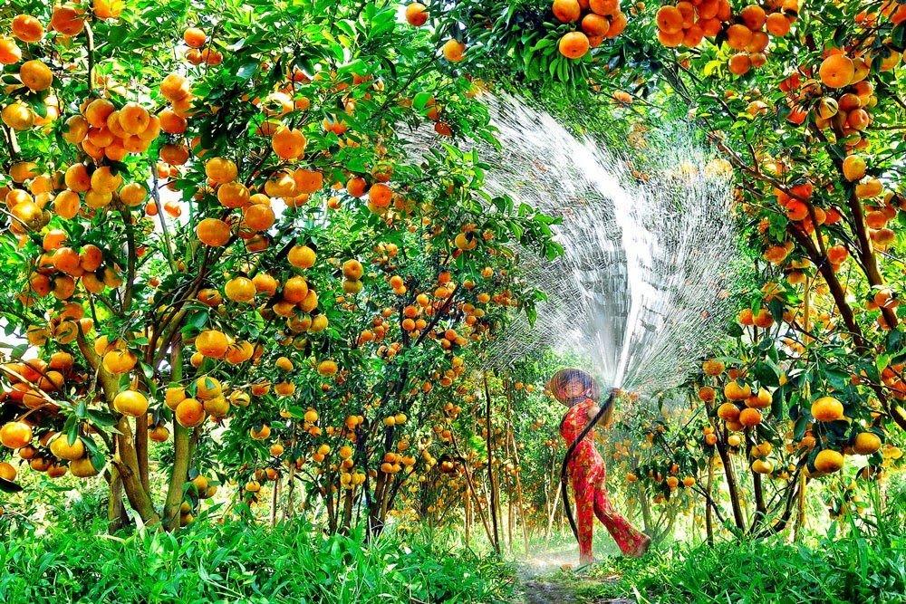 A woman is watering the trees in tropical garden