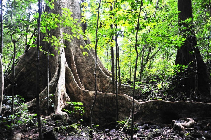 Amazing signature old tree in Nam Cat Tien