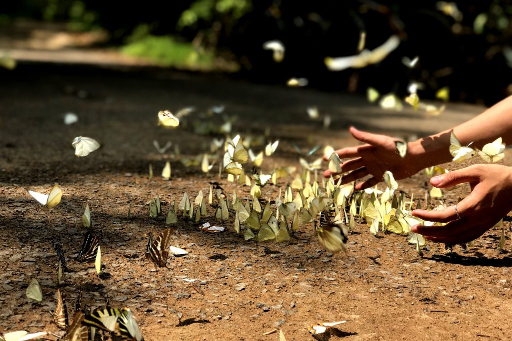 Experience a gorgeous swarm of butterflies in a Nam Cat Tien adventure tour