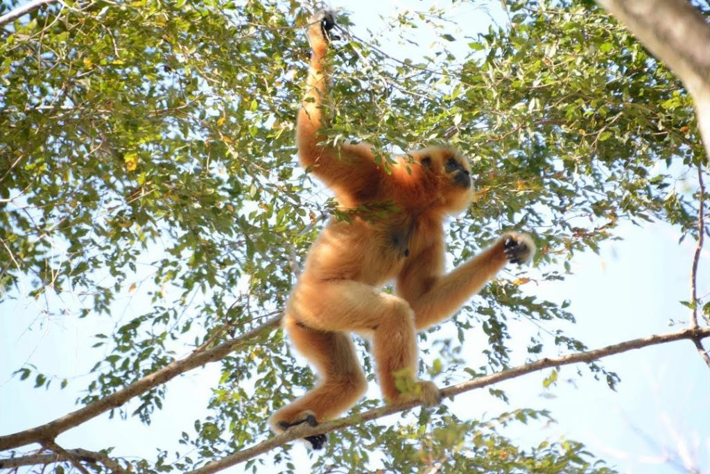  It’s a rare opportunity to observe wild gibbon singing