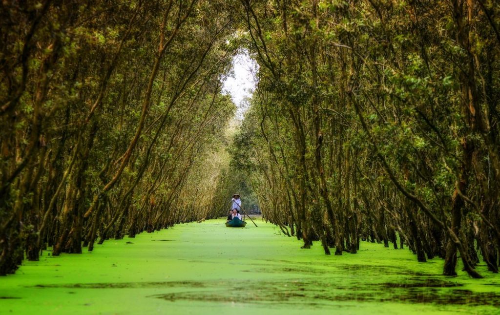 Tra Su melaleuca forest is full of green during floating season