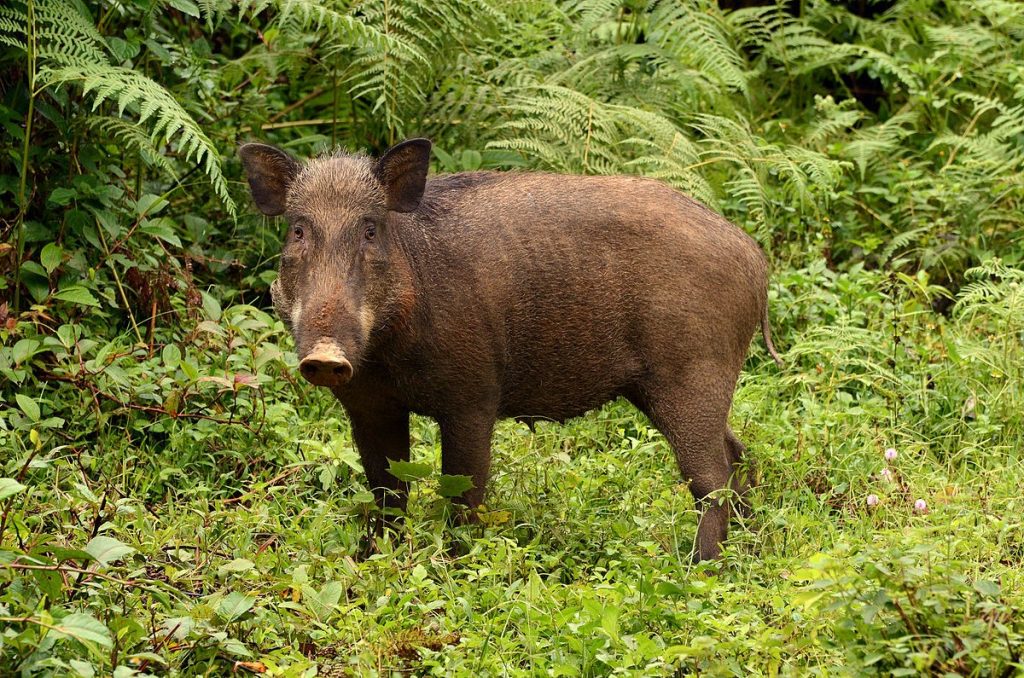 Travelers might encounter wild pigs by chance