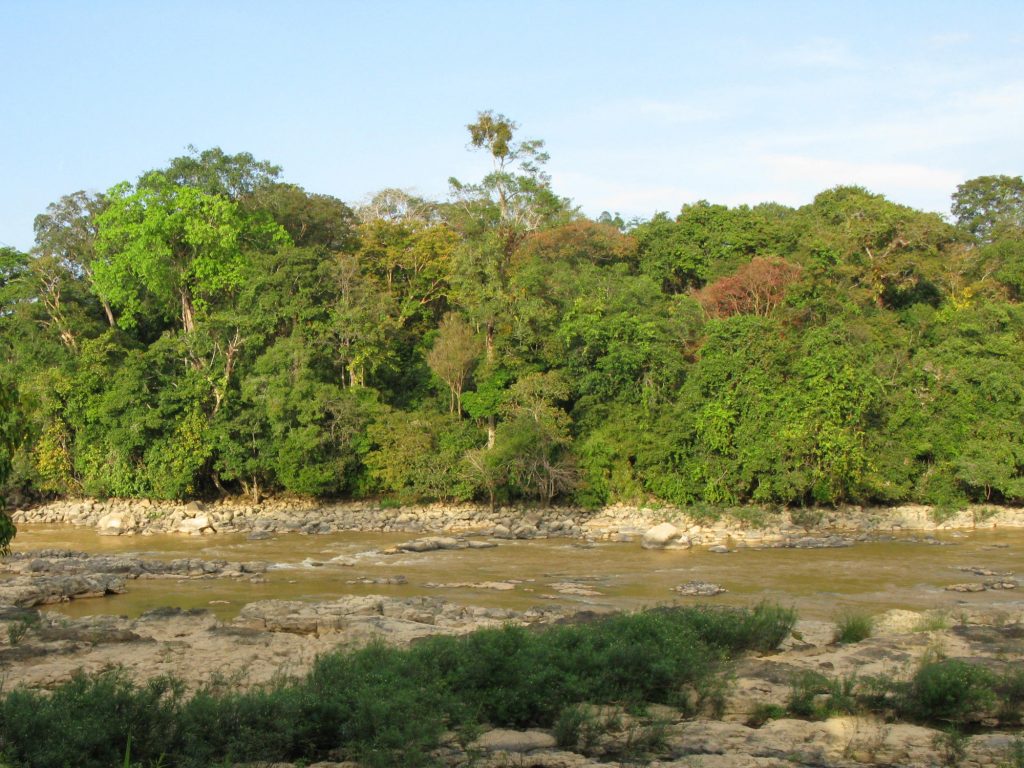 You can start your wildlife safari by tracking gibbons singing during a trek